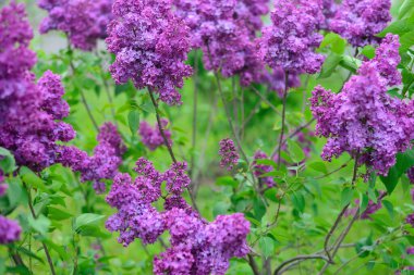 Çiçekli pembe leylak çiçeği arka planı. Leylak dokusu. 