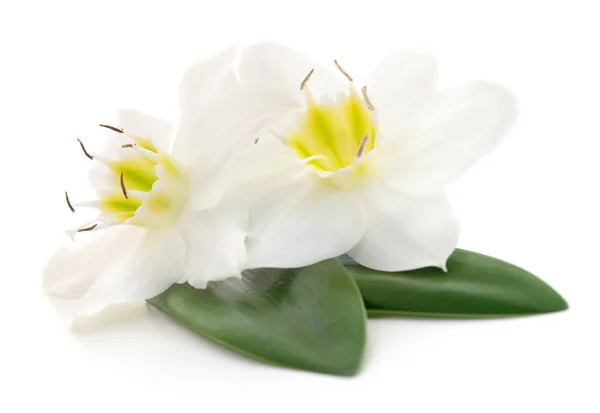 Zwei Weiße Blumen Auf Weißem Hintergrund — Stockfoto