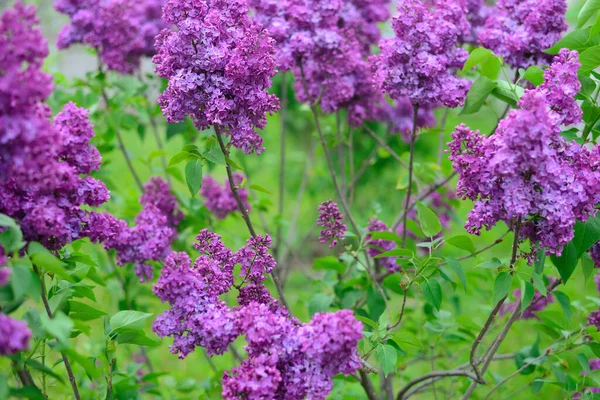 Çiçekli pembe leylak çiçeği arka planı. Leylak dokusu. 