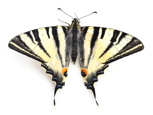 Κατάπιε Papilio Machaon Απομονωμένη Λευκό Φόντο — Φωτογραφία Αρχείου