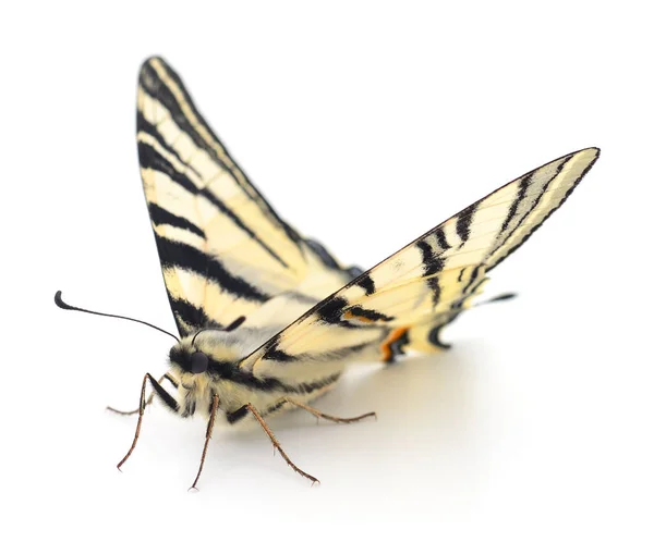 Queue Hirondelle Papilio Machaon Isolée Sur Fond Blanc — Photo