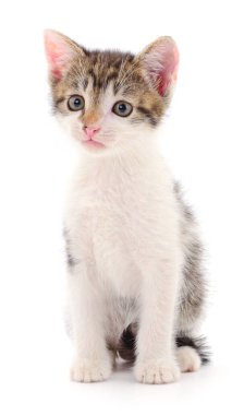 Beyaz arka planda izole edilmiş küçük gri kedi yavrusu.