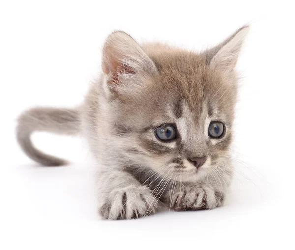 Small Gray Kitten Isolated White Background — Stock Photo, Image