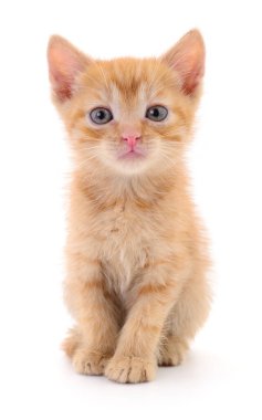 Beyaz arka planda izole edilmiş küçük kahverengi kedi yavrusu.