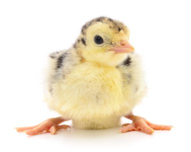 Beyaz arka planda izole edilmiş şirin yeni doğmuş tavuk hindisi..