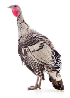 Siyah hindi beyaz arka planda izole edilmiş..