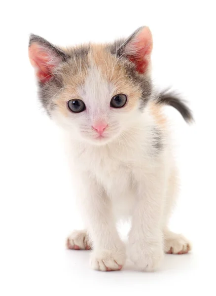 Small Brown Kitten Isolated White Background — Stock Photo, Image