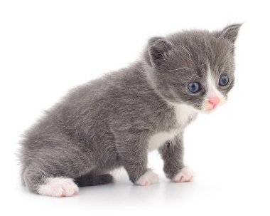 Beyaz arka planda izole edilmiş küçük gri kedi yavrusu.
