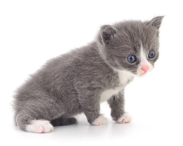 Beyaz arka planda izole edilmiş küçük gri kedi yavrusu.