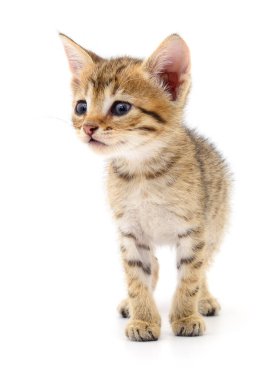 Beyaz arka planda izole edilmiş küçük kahverengi kedi yavrusu.