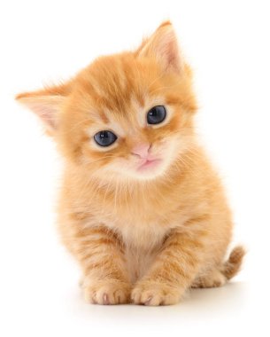 Beyaz arka planda izole edilmiş küçük kahverengi kedi yavrusu.