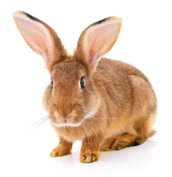 Petit Lapin Brun Isolé Sur Fond Blanc — Photo