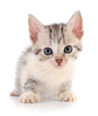 Beyaz arka planda izole edilmiş küçük gri kedi yavrusu.