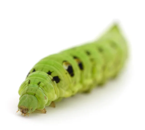 Oruga Verde Aislada Sobre Fondo Blanco — Foto de Stock