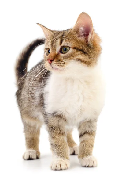 Small Brown Kitten Isolated White Background — Stock Photo, Image