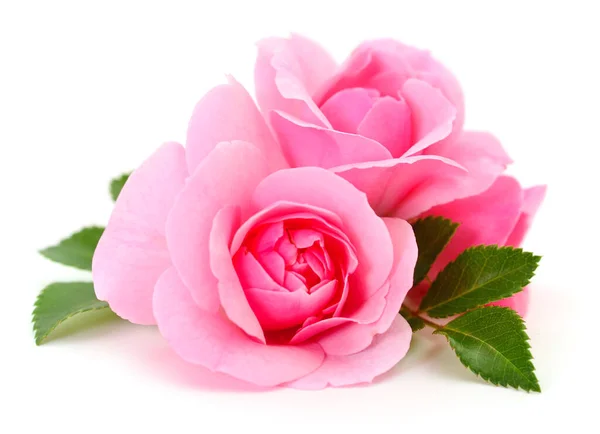 Tre Vackra Rosa Rosor Vit Bakgrund — Stockfoto