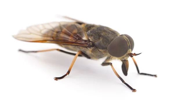 Gadfly Marrón Grande Aislado Sobre Fondo Blanco —  Fotos de Stock