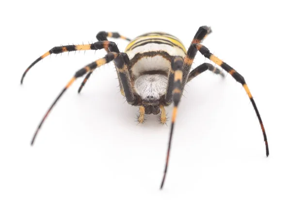 Araña Amarilla Marrón Aislada Sobre Fondo Blanco —  Fotos de Stock