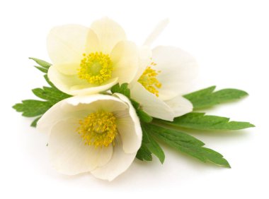 Beyaz arkaplanda üç beyaz çiçek 