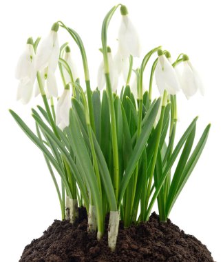 bahar kardelen çiçekleri beyaz arkaplanda izole.