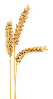 Beyaz arka planda izole edilmiş altın buğday kulakları, olgun tahıl ürünlerine yakından bakmak tarımı, hasatı ve doğal gıda üretimini sembolize eder.