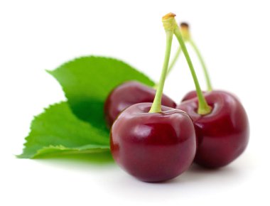 Beyaz arka planda yeşil yapraklı taze koyu kırmızı kirazlar, yazı, tazeliği, sağlığı, organik besinleri ve besinleri simgeleyen olgun tatlı meyvelere yakın dururlar.