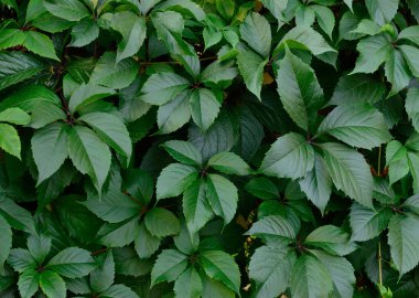 Virginia sürüngeni Partenocissus quinquefolia 'nın yoğun yeşil yaprakları, bahçe dekorasyonu, doğal arka plan, yaz yeşilliği dokusunda yaygın olarak kullanılan süs bitkisi.