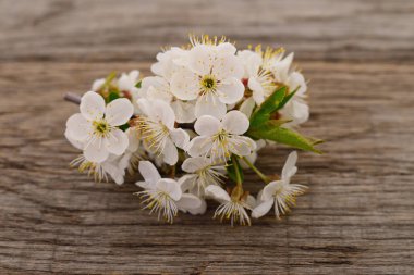 Kırsal ahşap arka planda yeşil yapraklı kiraz çiçekleri. Doğayı, tazeliği, bahçıvanlığı ve mevsimsel güzelliği sembolize eden narin beyaz çiçeklerin yakın çekimi