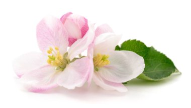 Beyaz arka planda yeşil yapraklı Malus domestica elma ağacı çiçekleri, bahar, doğa ve çiçeklerin narin pembe ve beyaz çiçekleri.