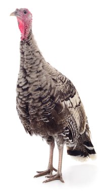 Beyaz arka planda izole edilmiş bir hindi kuşu olan Meleagris Dörtnala 'nın tüm gövdesi tarım, gıda ve Şükran Günü temaları için kullanılan yerli çiftlik tavuklarının yakın çekimi