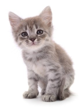 Beyaz arka planda yalnız oturan sevimli gri tekir kedi yavrusu, evcil hayvan, hayvan, çocukluk, aşk ve arkadaşlık temaları için küçük kedilere yakın çekim