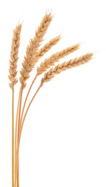 Beyaz zemin üzerinde izole altın buğday kulakları yakın plan, tarım, hasat, organik gıda, tarım ve doğal tahıl dokusu kavramı