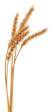 Beyaz zemin üzerinde izole altın buğday kulakları yakın plan, tarım, hasat, organik gıda, tarım ve doğal tahıl dokusu kavramı