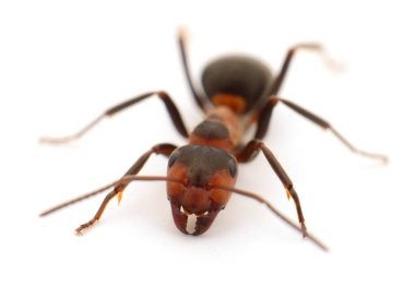 Beyaz arka planda izole edilmiş kırmızı bir karıncanın makro yakın çekimi, takım çalışmasını, gücünü, çalışkanlığını, biyolojisini ve doğa kavramlarını sembolize eden detaylı böcek fotoğrafçılığı