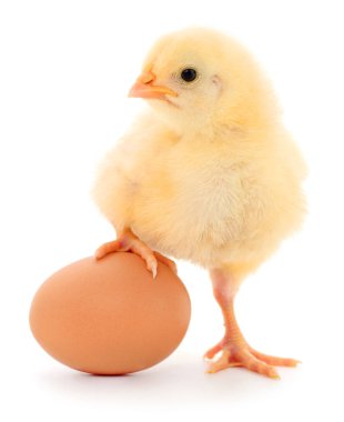 Beyaz arka planda yumurta ile duran sevimli sarı piliç, Paskalya, tarım, tarım, gıda üretimi ve hayvan temalarını sembolize ediyor.