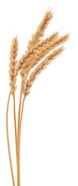 Beyaz arka planda izole edilmiş altın buğday başakları. Tarım, gıda üretimi ve hasat kavramı