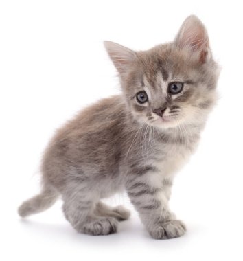 Beyaz arka planda izole edilmiş, başı yana eğilmiş sevimli gri kedi yavrusu. Sevimli evcil hayvan, merak ve evcil kedi kavramı