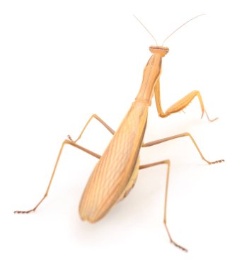 Beyaz arka planda izole edilmiş kahverengi peygamber devesine yakın durun. Kafa, bacak ve kanat detaylarını gösteren makro böcek fotoğrafçılığı biyoloji, böcek bilimi ve vahşi yaşam kavramları için mükemmeldir.