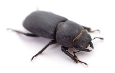 Beyaz arka planda izole edilmiş siyah bir geyik böceğine yaklaş. Detaylı makro böcek fotoğrafçılığı doku ve çene kemikleri gösterir. Biyoloji, böcek bilimi ve vahşi yaşam temaları için mükemmeldir.