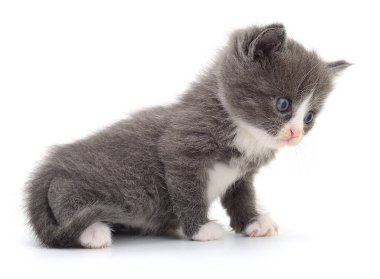 Beyaz arka planda beyaz pençeleri olan sevimli gri kedi yavrusu. Evcil hayvan, evcil kedi, hayvan portresi, veteriner bakımı ve arkadaşlık kavramı.