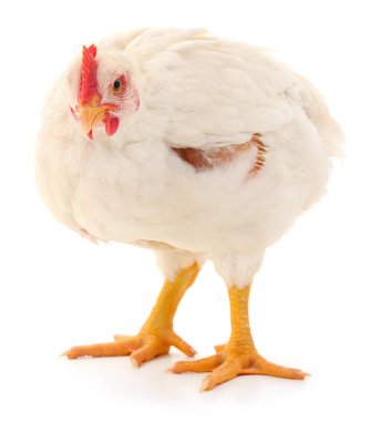 Beyaz arka planda izole edilmiş beyaz ızgara tavuk. Kümes hayvanları, tarım, çiftlik hayvanları yetiştiriciliği, gıda endüstrisi ve et üretimi kavramı