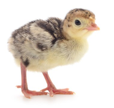 Beyaz arka plan, tüylü tüyler ve tuhaf görünüm, kümes hayvanları, tarım, çiftlik hayvanları ve evcil kuşlar kavramına izole edilmiş genç bir hindi civcivinin yakın çekimi