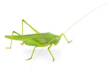 Beyaz arka planda izole edilmiş yeşil çekirge çekirgesinin makro yakın çekimi, bacakların, kanatların ve antenlerin detaylı görünümü, böcek yaban hayatı konsepti, böcek bilimi ve tarım zararlıları