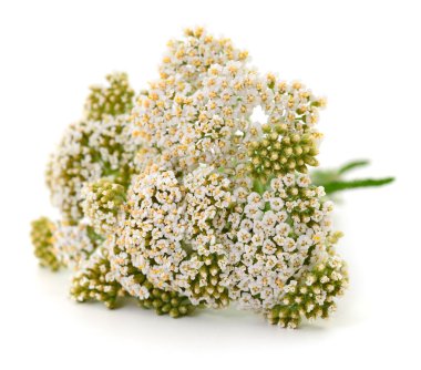 Beyaz arka planda izole edilmiş, bitkisel tıp, botanik, sağlık, doğa, ekoloji ve organik konseptler için mükemmel olan küçük çiçek ve tomurcukları gösteren kireç çiçeklerine yakın plan.