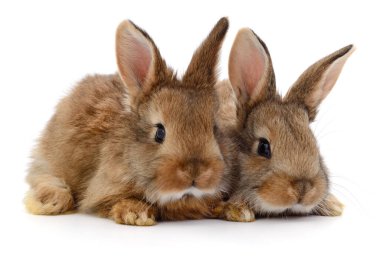 Birbirine yakın iki tüylü kahverengi tavşan, beyaz arka planda izole edilmiş, Paskalya, bahar tasarımı, veteriner, hayvan sevgisi, vahşi yaşam, doğa ve tatil konsepti için mükemmel evcil hayvanlar.