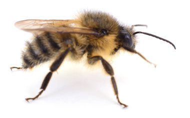 Bal arısının beyaz arka planda izole edilmiş makro fotoğrafını kapat. Kıllı vücudu, kanatları ve bacakları gösteren detaylı görüntü, tozlaşma, tarım, bilim, arıcılık ve doğa temaları için mükemmel