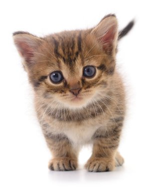Adorable fluffy tabby kitten looking forward isolated on white background, young domestic cat with striped fur, concept for pets, love, childhood, coziness and animal care.