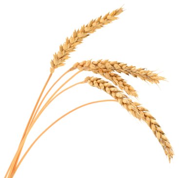 Beyaz arka planda izole edilmiş altın buğday kulakları, hasat, tarım, ekmek üretimi, organik gıda, kırsal ekonomi ve doğal besinleri sembolize eden tarımsal tahıl ürünleri