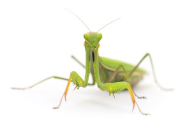 Beyaz arka planda izole edilmiş yeşil peygamber devesi böceğinin yakın çekimi. Mantid 'in sivri uçlu ön ayakları ve üçgen başlı makro fotoğrafçılığı