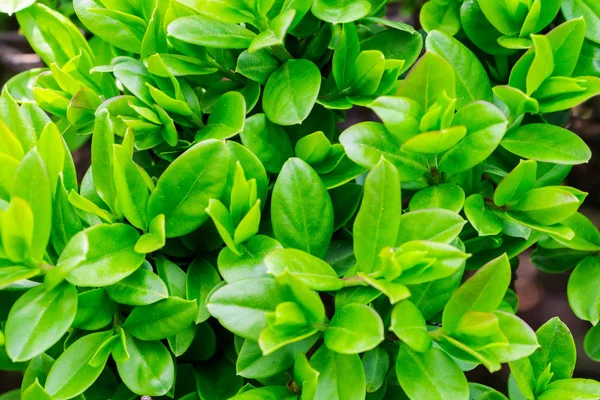 Japon boxwood çalısı - Buxus microphylla — Stok fotoğraf